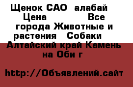 Щенок САО (алабай) › Цена ­ 10 000 - Все города Животные и растения » Собаки   . Алтайский край,Камень-на-Оби г.